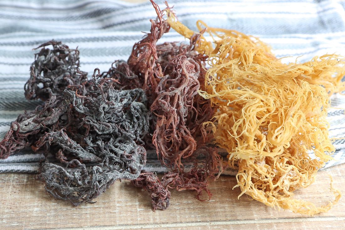 Supplementing with Sea Moss for Weight Loss, Skin, and Health